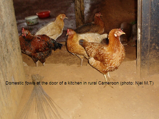 Domestic Fowls (photo: Njei M.T)